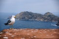 Seagull with the coast in the background surrounded by sea Royalty Free Stock Photo