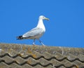 Seagull coast bird roof blue sky birds seagulls roosting roost single animals