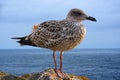 Seagull at the coast of Cornwall