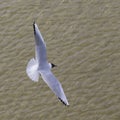 Seagull at the coast flying and swimming