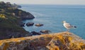 Seagull on the coast of the island of Belle Ile en Mer. France.