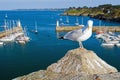 Seagull on the coast of the island of Belle Ile en Mer. France. Royalty Free Stock Photo