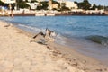 Seagull on the coast in the south of France, Antibes Royalty Free Stock Photo