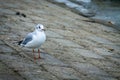 Seagull on the coast. White seagull standing still out of the water. Royalty Free Stock Photo