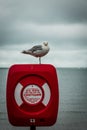 Seagull the Coastguard Royalty Free Stock Photo