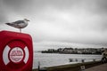 Seagull the Coastguard Royalty Free Stock Photo