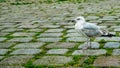 Seagull on the Cobblestone with Green Grass Royalty Free Stock Photo