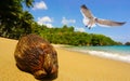 Seagull and coconut at beach Royalty Free Stock Photo