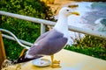 Seagull on coffee table
