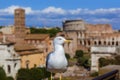 Seagull and coliseum in Rome Italy Royalty Free Stock Photo