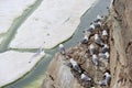 Seagull colony - Black-legged Kittiwake Royalty Free Stock Photo