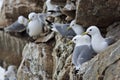 Seagull colony - Black-legged Kittiwake