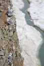 Seagull colony - Black-legged Kittiwake Royalty Free Stock Photo