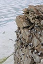 Seagull colony - Black-legged KittiwakeÃâ¹