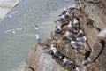Seagull colony - Black-legged KittiwakeÃâÃ¢â¬Â¹