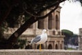 Seagull with the colosseum in background, Rome