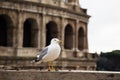 Seagull with the colosseum in background, Rome