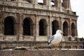 Seagull with the colosseum in background, Rome