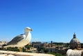 Rome, seagull and colosseum, Italy