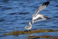 Seagull coming in for a landing at the beach. Royalty Free Stock Photo