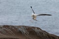 Seagull coming in for a landing on the rocks, La Jolla Beach, San Diego, California Royalty Free Stock Photo