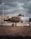 Seagull on concrete ground Royalty Free Stock Photo