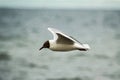 A seagull confidently flies over sea water. Royalty Free Stock Photo