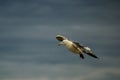 A seagull confidently flies over sea water. Royalty Free Stock Photo