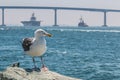 Seagull with Coronado Bridge and Navy Vessels in San Diego Royalty Free Stock Photo