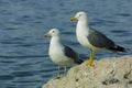 Seagull Couple