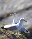 Seagull Couple On The Edge Of The Cliff