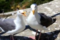 Seagull Couple In Love With A Beautiful Natural Environment In The Background.