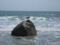 Seagull Couple On A Rock In The Ocean Waves