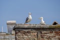Seagull Couple 3