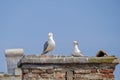 Seagull Couple 2