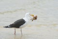 Seagull with crab in beak