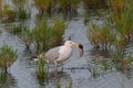 Seagull with Crab in its beak