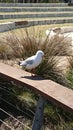 Seagull at the Crocodile Waterpark in Point Cook