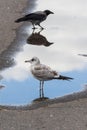 Seagull and crow and their reflections in a puddle Royalty Free Stock Photo