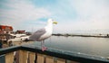 Seagull Royalty Free Stock Photo