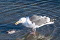 Seagull and Dead Fish