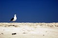 Seagull with deep blue sky on beach