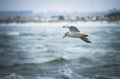 Seagull in Denmark Royalty Free Stock Photo