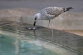 A seagull devours a dead pigeon Royalty Free Stock Photo