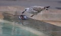 Seagull devouring a dead pigeon in a fountain in central Barcelona detail Royalty Free Stock Photo