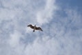 A seagull directly above me Royalty Free Stock Photo