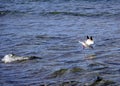 seagull dives into the water