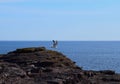 Seagull diving from a rugged cliff