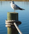 Seagull on a Dock Royalty Free Stock Photo