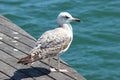Seagull on dock in Barcelona